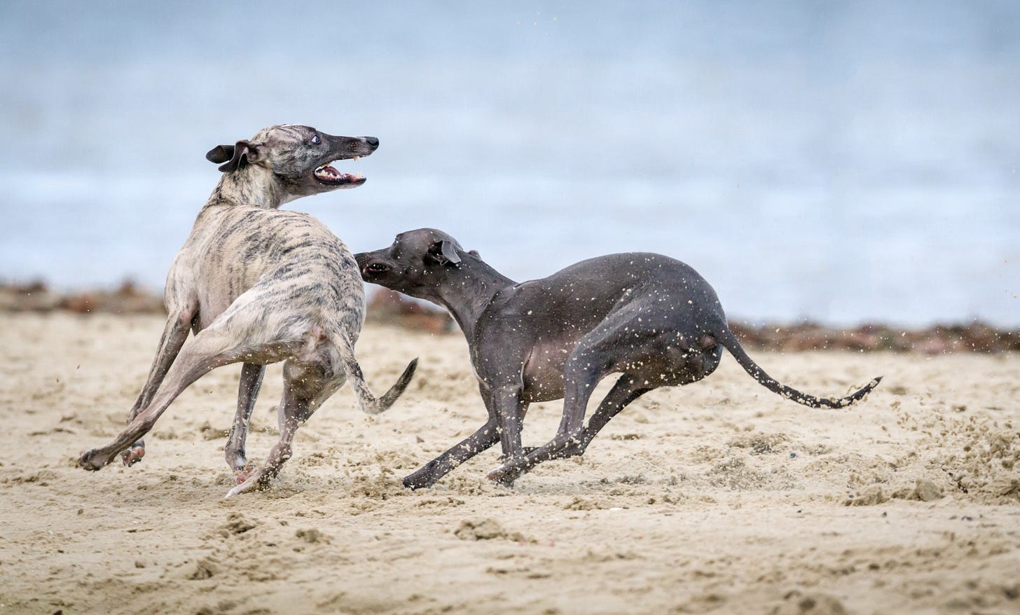 image of two greyhounds chasing on the beech for article by Larry G. Maguire image of two greyhounds chasing on the beech for article by Larry G. Maguire