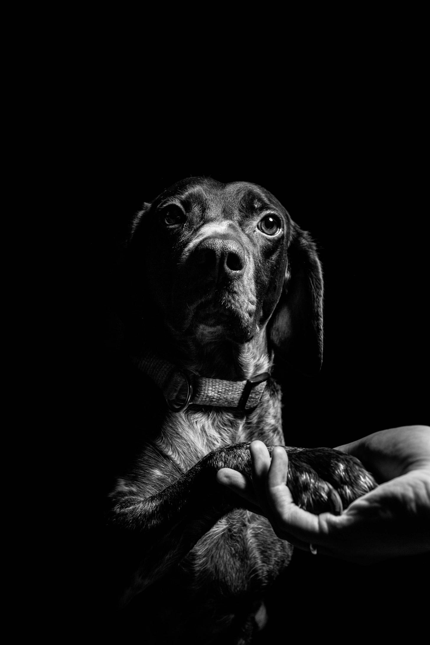 A man holds the paw of a dog.