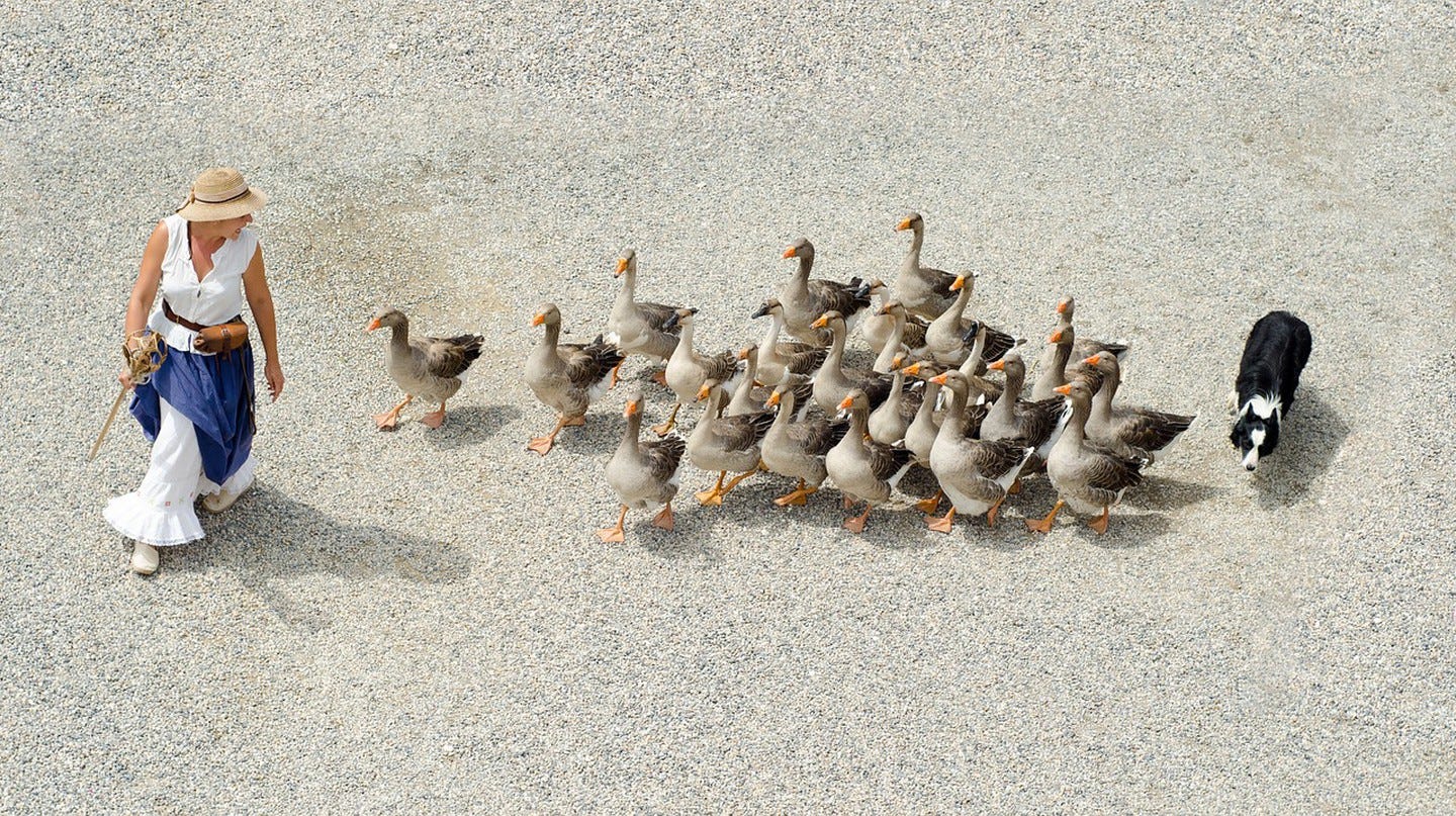 French goose herding │© Skitterphoto French goose herding │© Skitterphoto