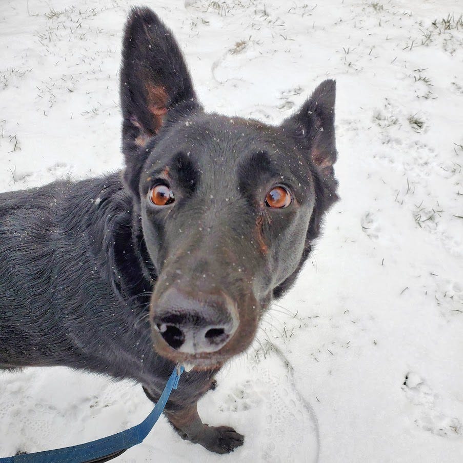 A black German Shepherd looking up at the camera