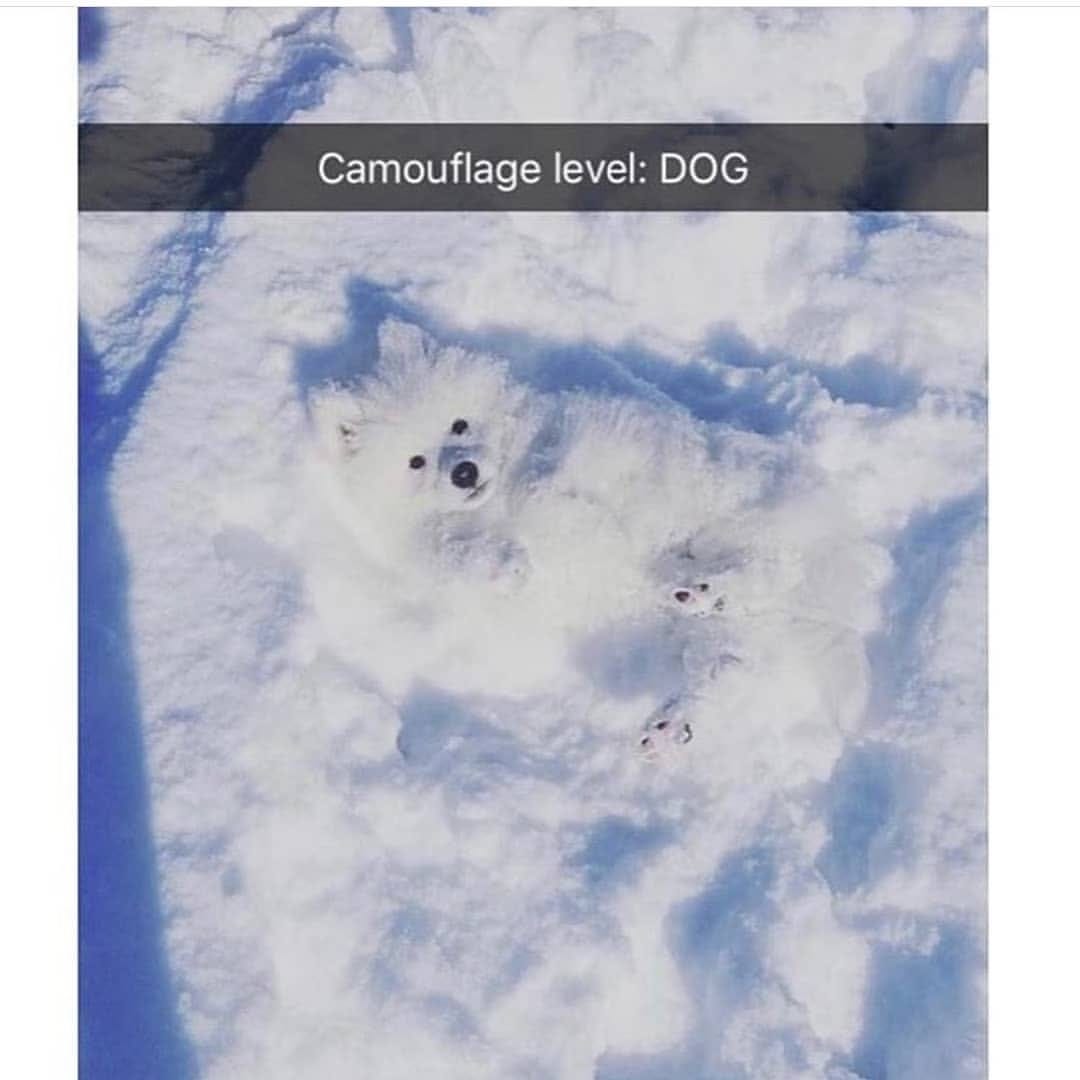 Camouflage level Dog 999 - AhSeeit