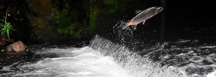 Norway turns to IBM blockchain for sustainable salmon—and activists are probably happy