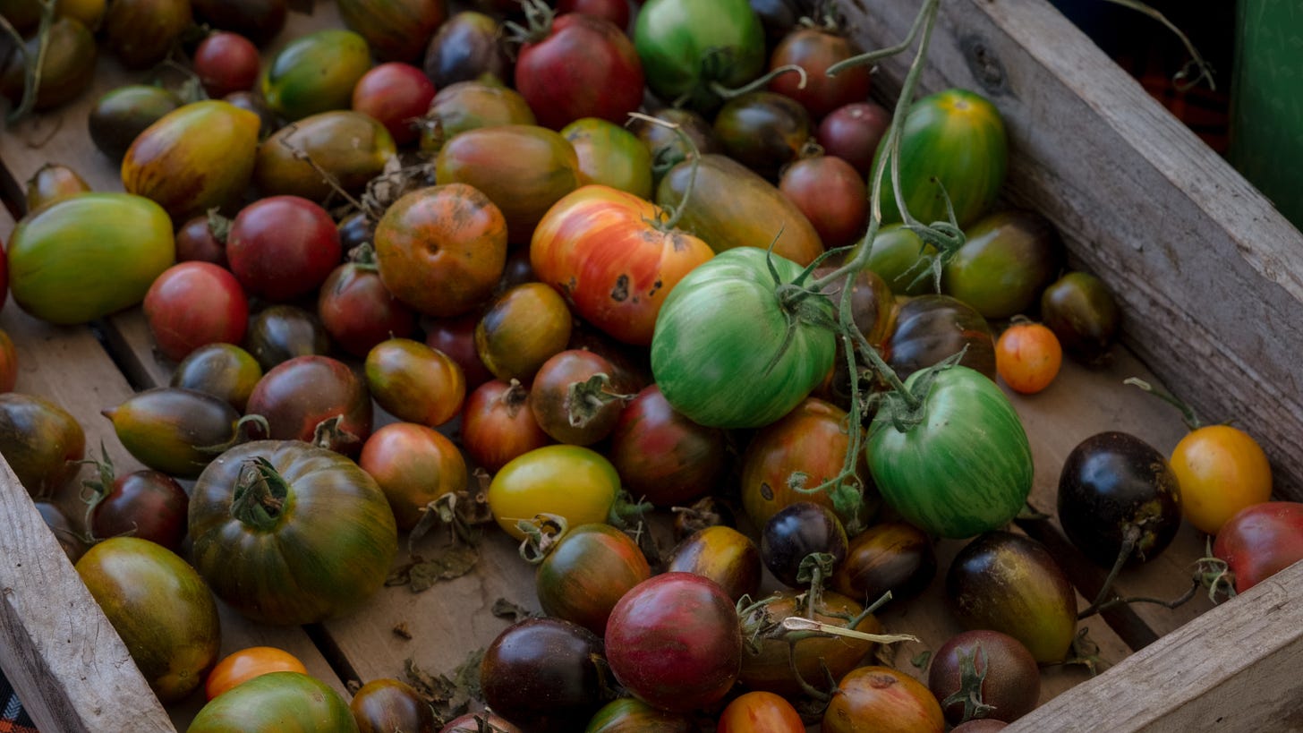 Photo of a crate full of various heirloom tomatoes.