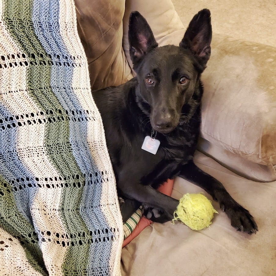 An adorable doggo curled up under a blanket