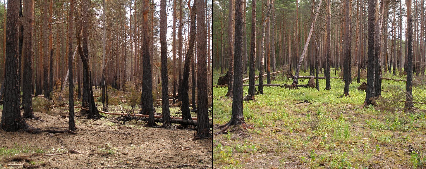 File:Boreal pine forest after fire.JPG - Wikimedia Commons File:Boreal pine forest after fire.JPG - Wikimedia Commons