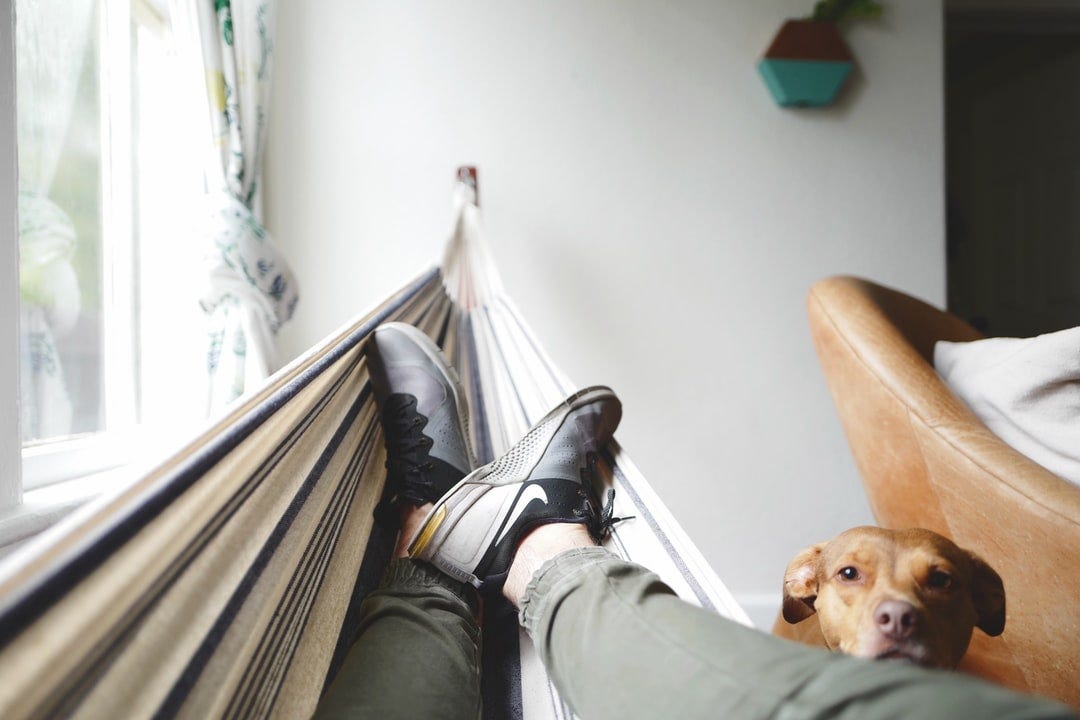 Dog and hammock Dog and hammock