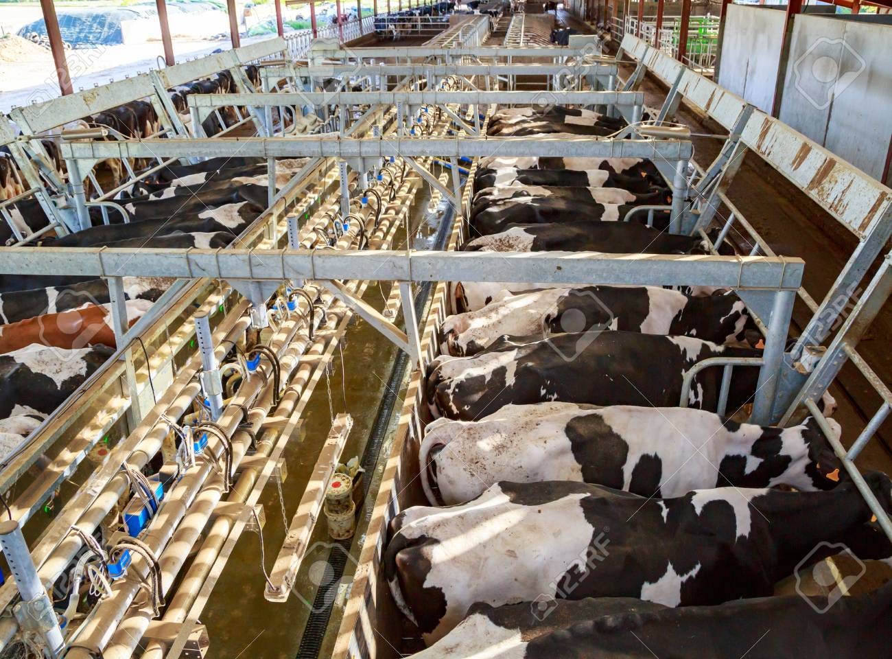 Panoramic View From Above Of A Modern Dairy Farm. Holstein Dairy.. Stock  Photo, Picture And Royalty Free Image. Image 94299915.
