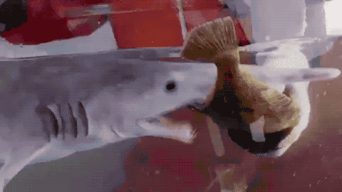 Gif of a goblin shark striking