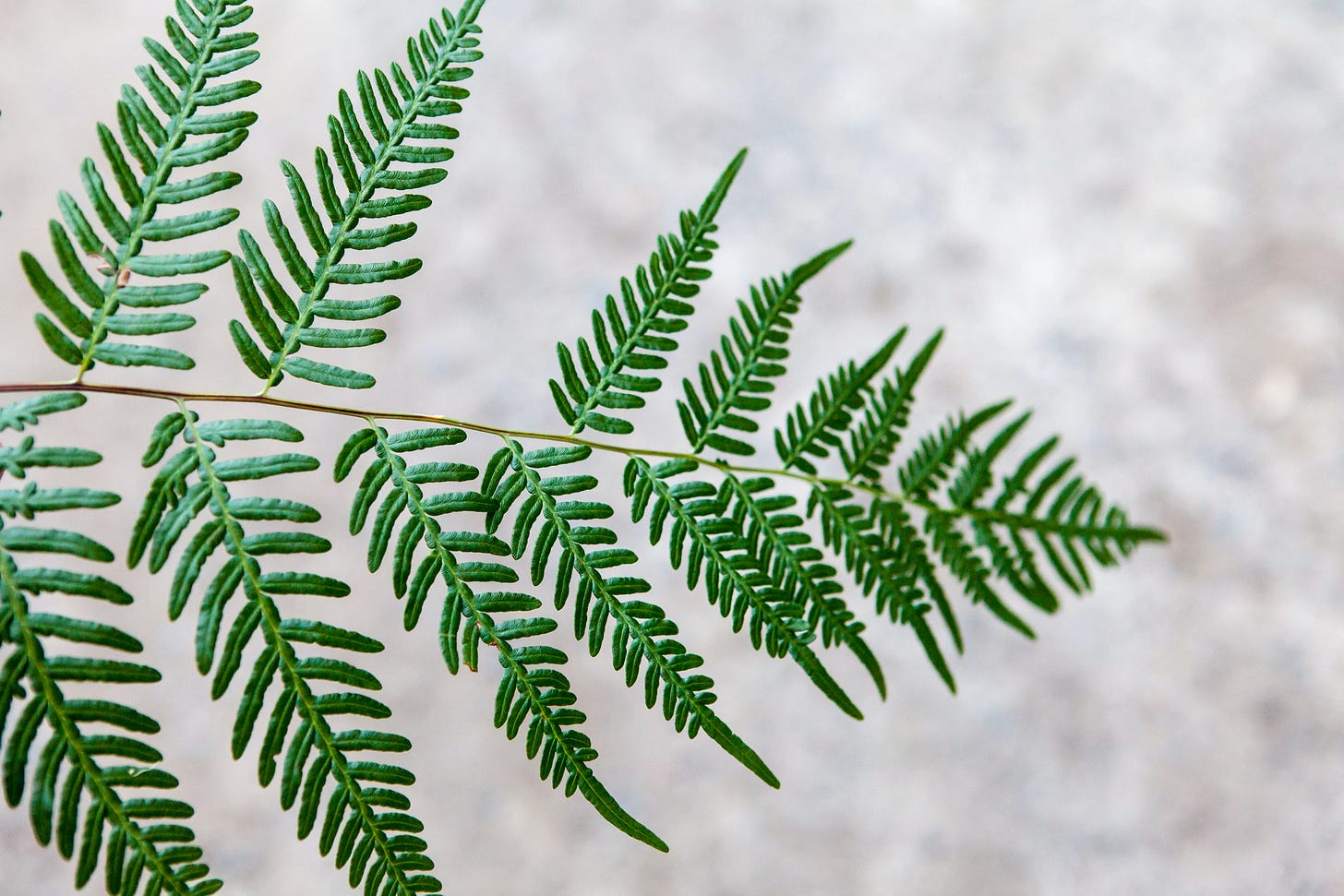 Imperfect Fern Leaf