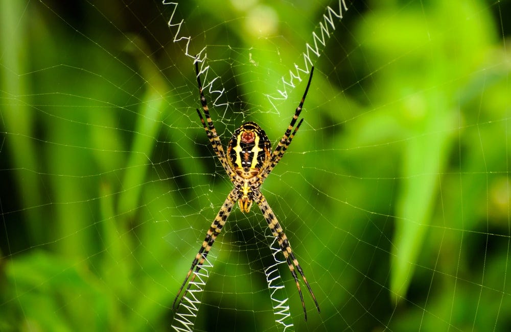 brown and black spider resting at the center of web brown and black spider resting at the center of web