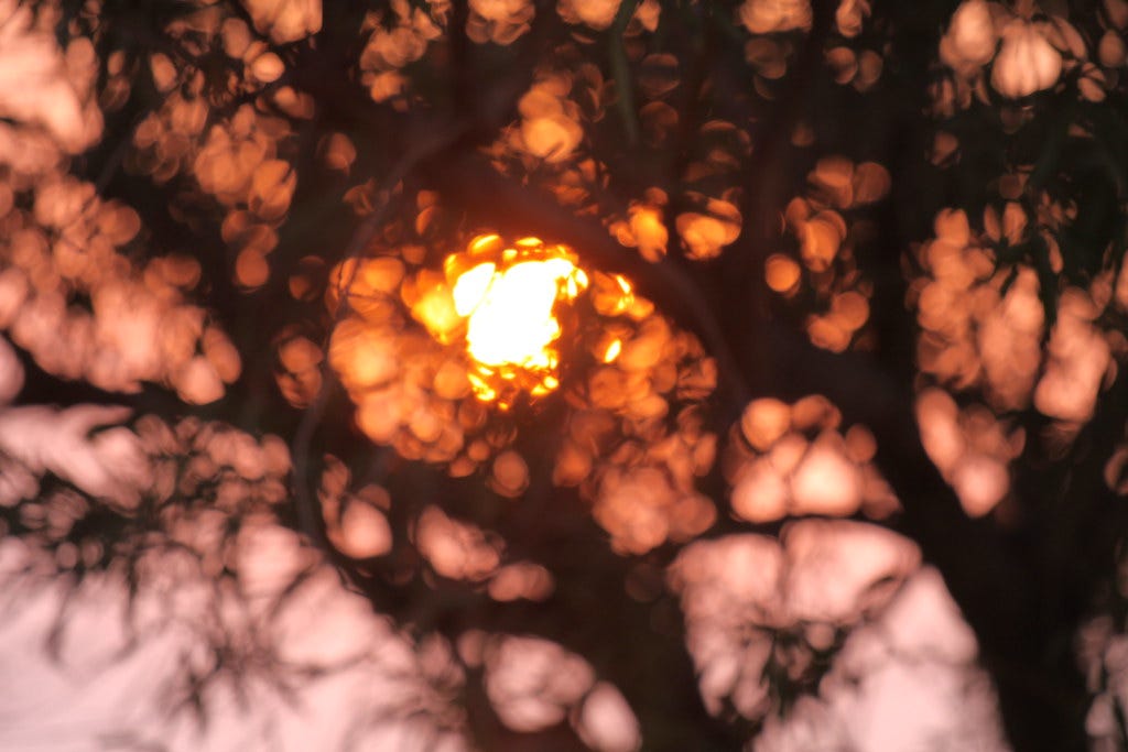 An out of focus view of the sun rising through tree branches. An out of focus view of the sun rising through tree branches.