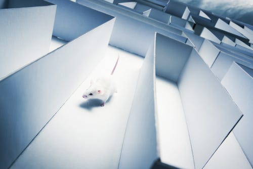 White mouse running through a vast maze White mouse running through a vast maze