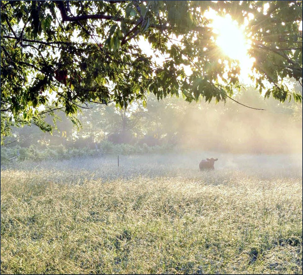 Photo of a cow standing in a field at sunrise. Photo of a cow standing in a field at sunrise.