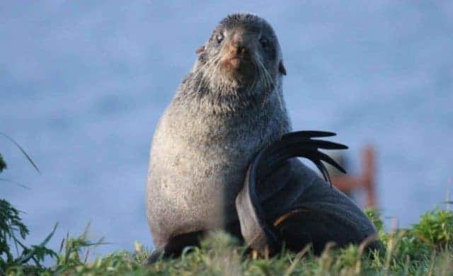 seal6 seal6