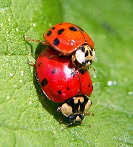 File:Harmonia axyridis2.jpg - Wikimedia Commons File:Harmonia axyridis2.jpg - Wikimedia Commons