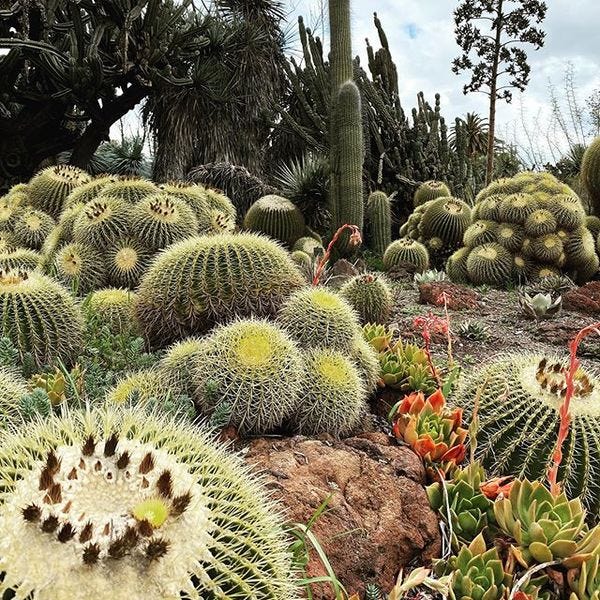 We’ll get through this — persevere like the cactus. (Huntington Gardens) We’ll get through this — persevere like the cactus. (Huntington Gardens)
