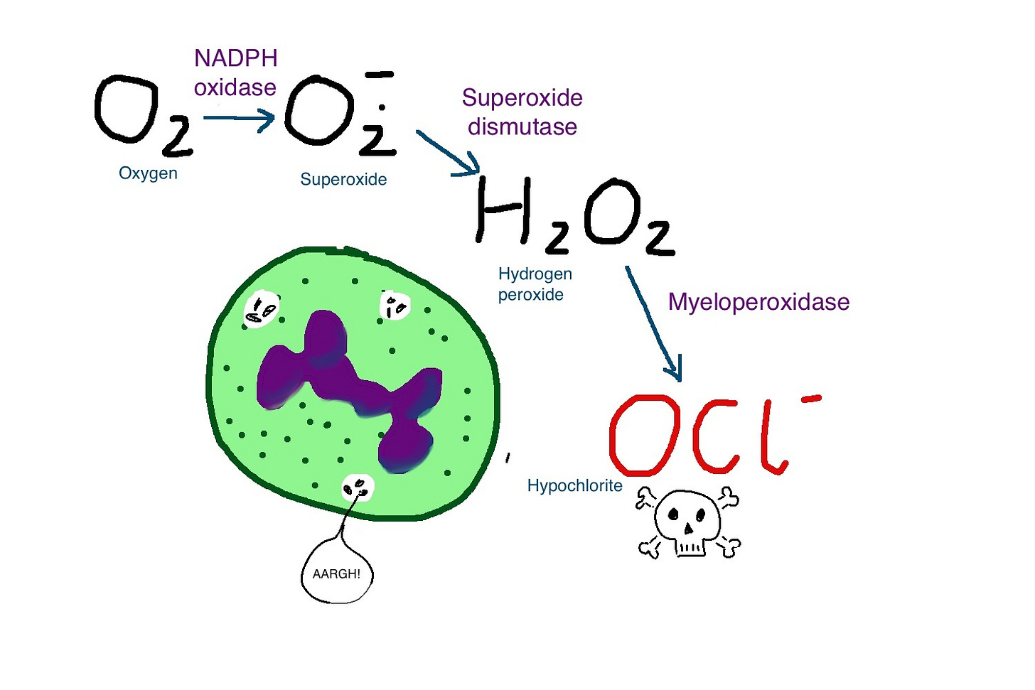neutrophils | ward round stuff neutrophils | ward round stuff