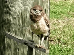 owl GIF owl GIF