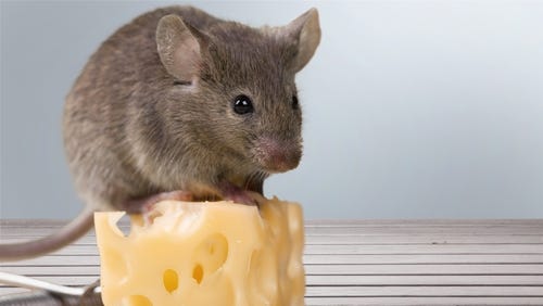 Small cute mouse sitting on top of an even smaller Swiss cheese Small cute mouse sitting on top of an even smaller Swiss cheese