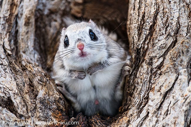 Pteromys volans orii Japanese flying squirrel