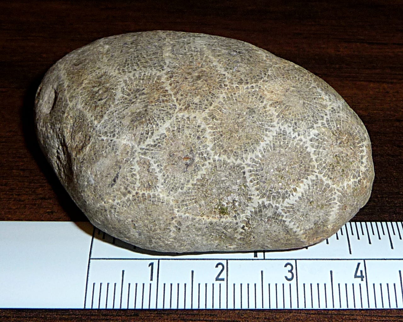 Petoskey stone Petoskey stone