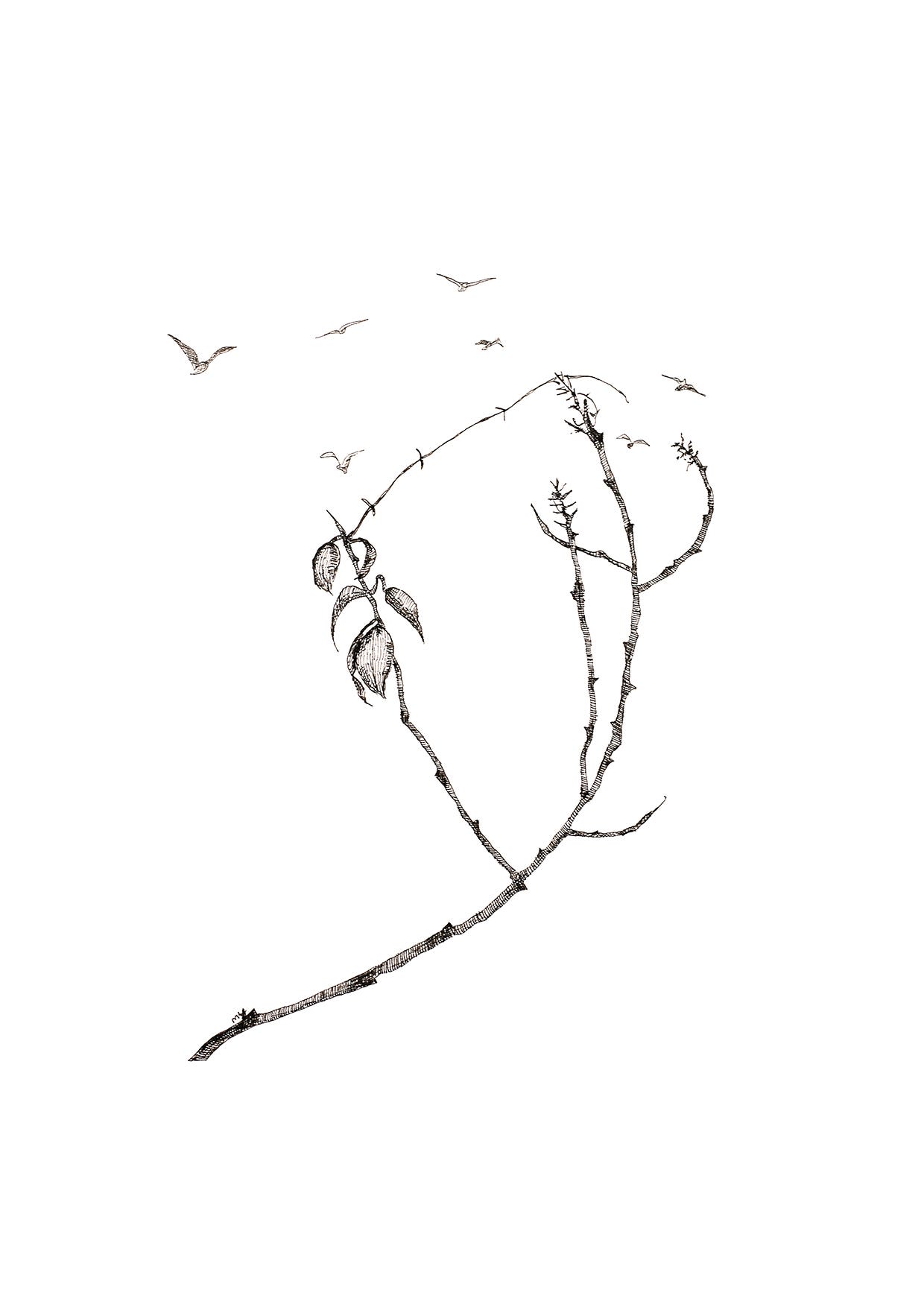 Tree branches and seven birds | Meditations in Nature| Line drawing of trees and birds fine art print Tree branches and seven birds | Meditations in Nature| Line drawing of trees and birds fine art print