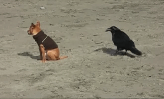 someone analogy GIF someone analogy GIF