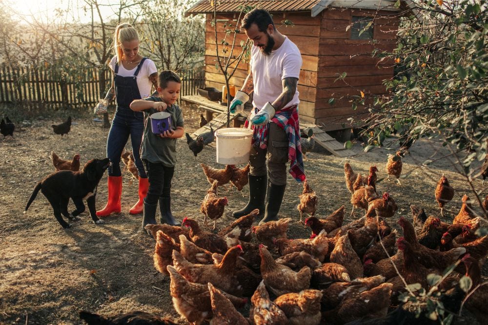 cost of organic, quality meat, chicken, pork cost of organic, quality meat, chicken, pork