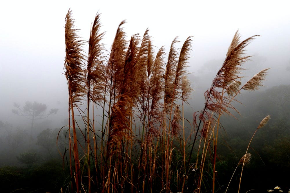 brown grass on field during daytime
