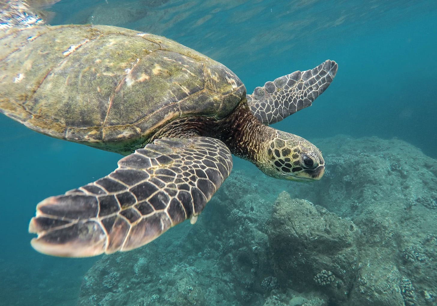 My mother and the Hawaiian Honu My mother and the Hawaiian Honu