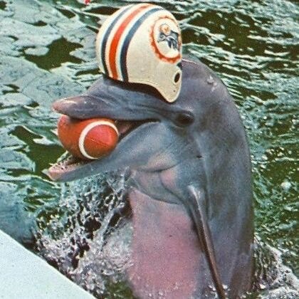 Dolphins History on Twitter: 