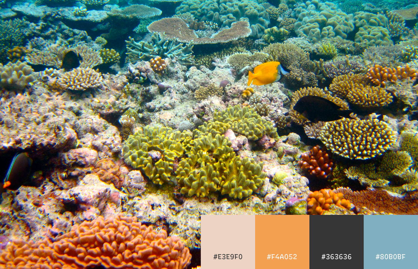 img: Greater Barrier Reef in Australia; source: [flickr](https://www.flickr.com/photos/kyletaylor/4875021166/in/photostream/)