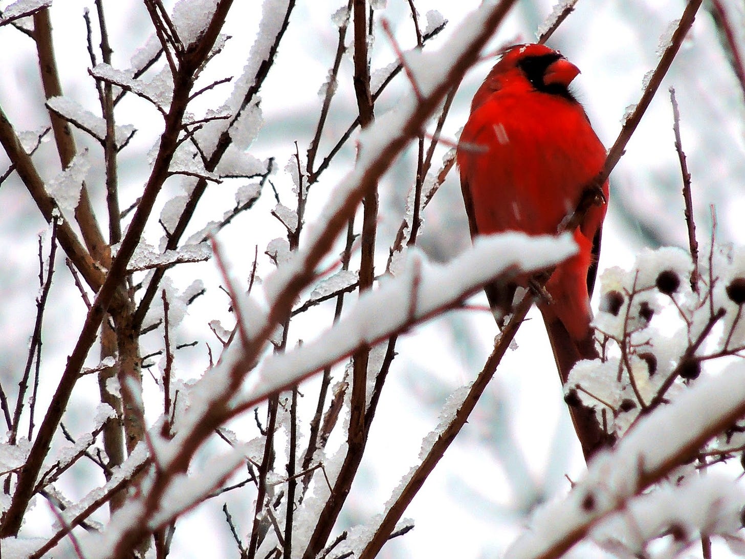 red cardinal sitting in snowy tree branches red cardinal sitting in snowy tree branches