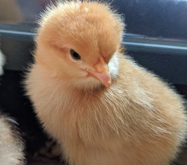 puff ball puff ball