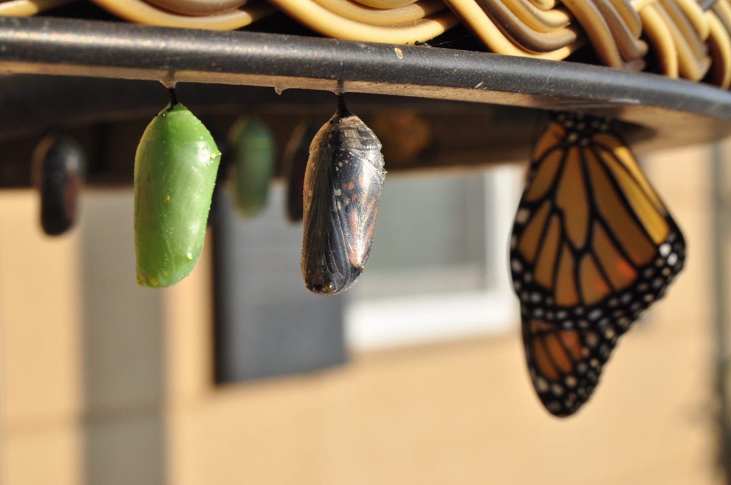 In this image you can see the new green chrysalis coloration, one that’s about ready to emerge (the clear one), and a butterfly that’s already come out. In this image you can see the new green chrysalis coloration, one that’s about ready to emerge (the clear one), and a butterfly that’s already come out.