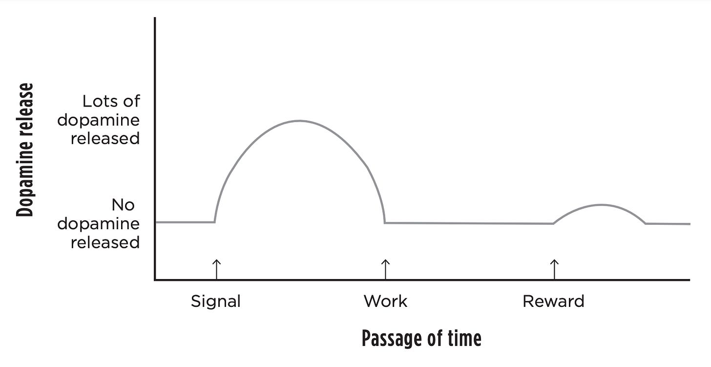 Dopamine activity spikes at reward cue Dopamine activity spikes at reward cue