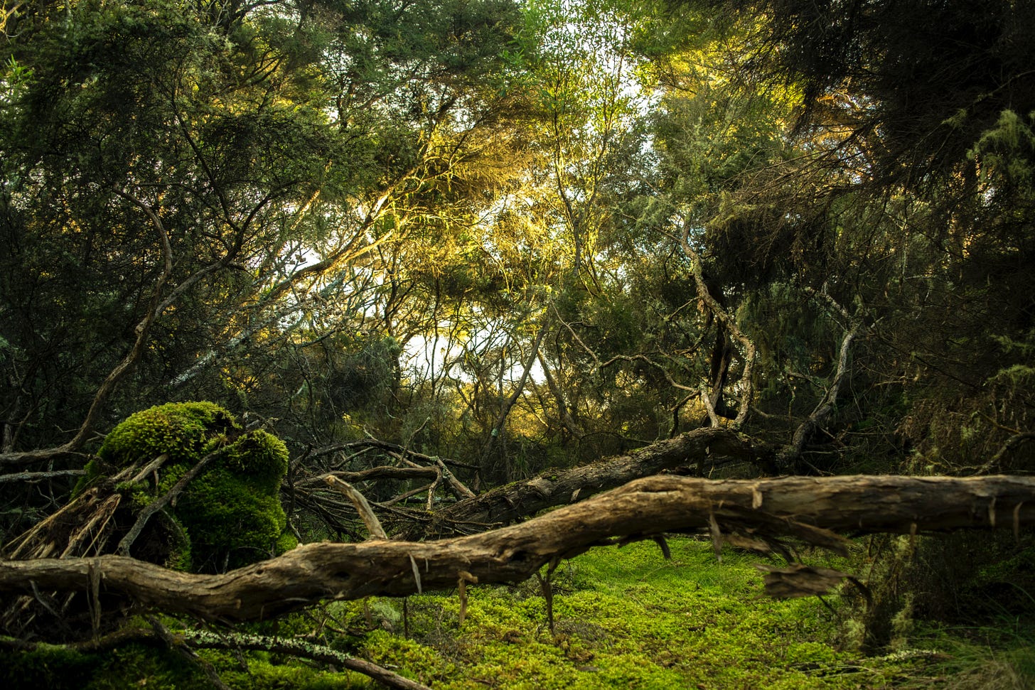 A photo of a dense jungle A photo of a dense jungle