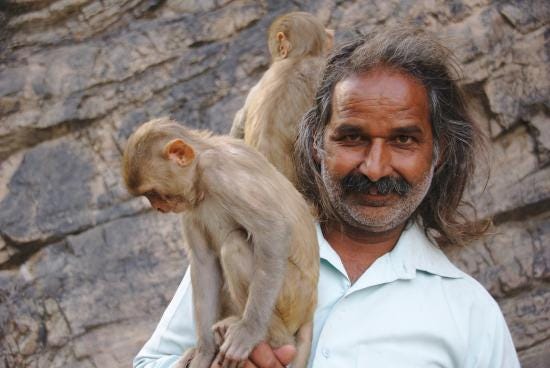 Monkey Man - Picture of Monkey Temple (Galta Ji), Jaipur ... Monkey Man - Picture of Monkey Temple (Galta Ji), Jaipur ...