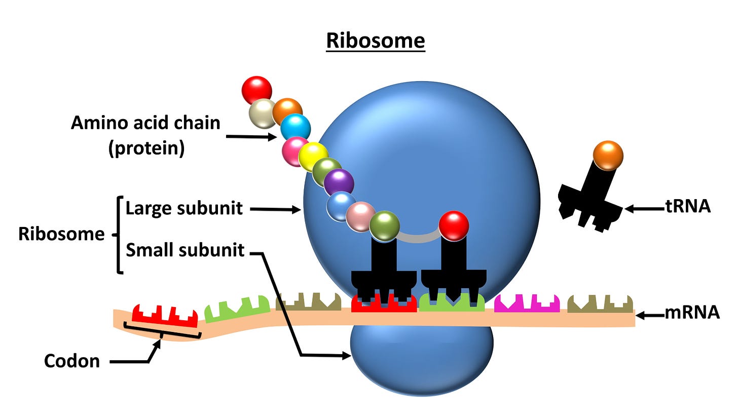 Ribosomes - Beckman Coulter