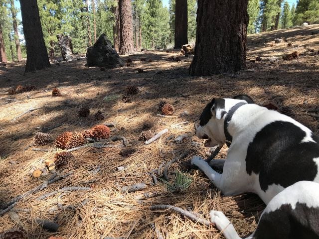 pine heaven