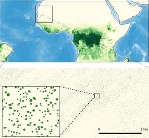 Seeing the forest and the trees: dryland trees grow in isolation without forming forests (greenish colors in upper figure), which makes them invisible for conventional satellite systems. A new study has used new sensors and artificial intelligence to map all individual trees within the rectangle over West Africa, showing that millions of trees grow in areas known as desert or grassland. Seeing the forest and the trees: dryland trees grow in isolation without forming forests (greenish colors in upper figure), which makes them invisible for conventional satellite systems. A new study has used new sensors and artificial intelligence to map all individual trees within the rectangle over West Africa, showing that millions of trees grow in areas known as desert or grassland.