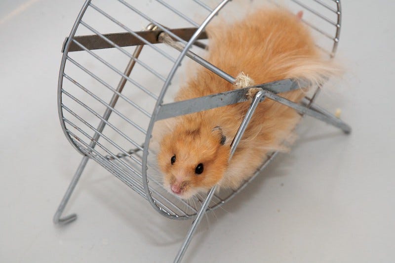 Hamster dans une roue Hamster dans une roue