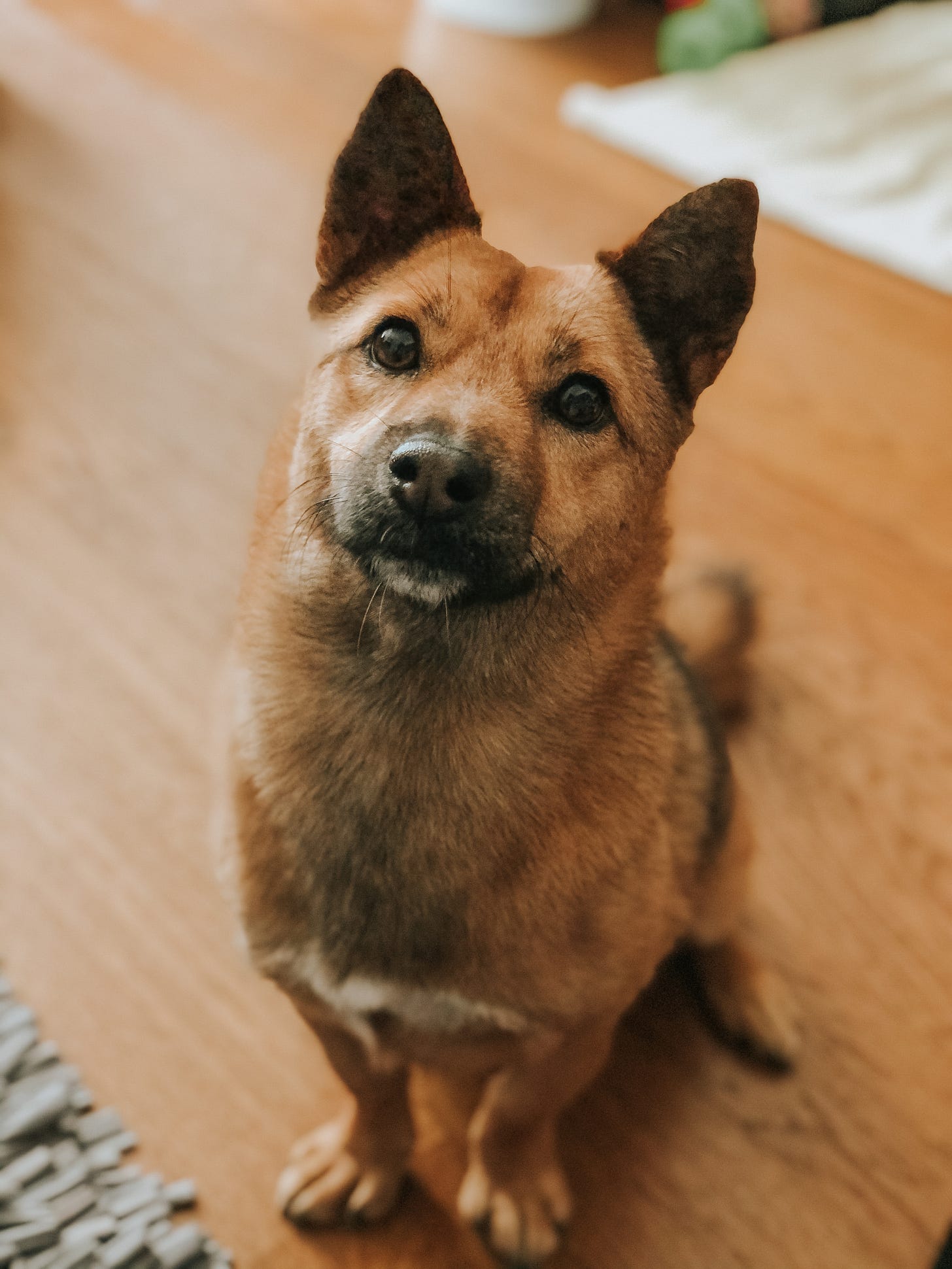 A foxy looking small rescue dog, sitting in anticipation, looking very cute. A foxy looking small rescue dog, sitting in anticipation, looking very cute.