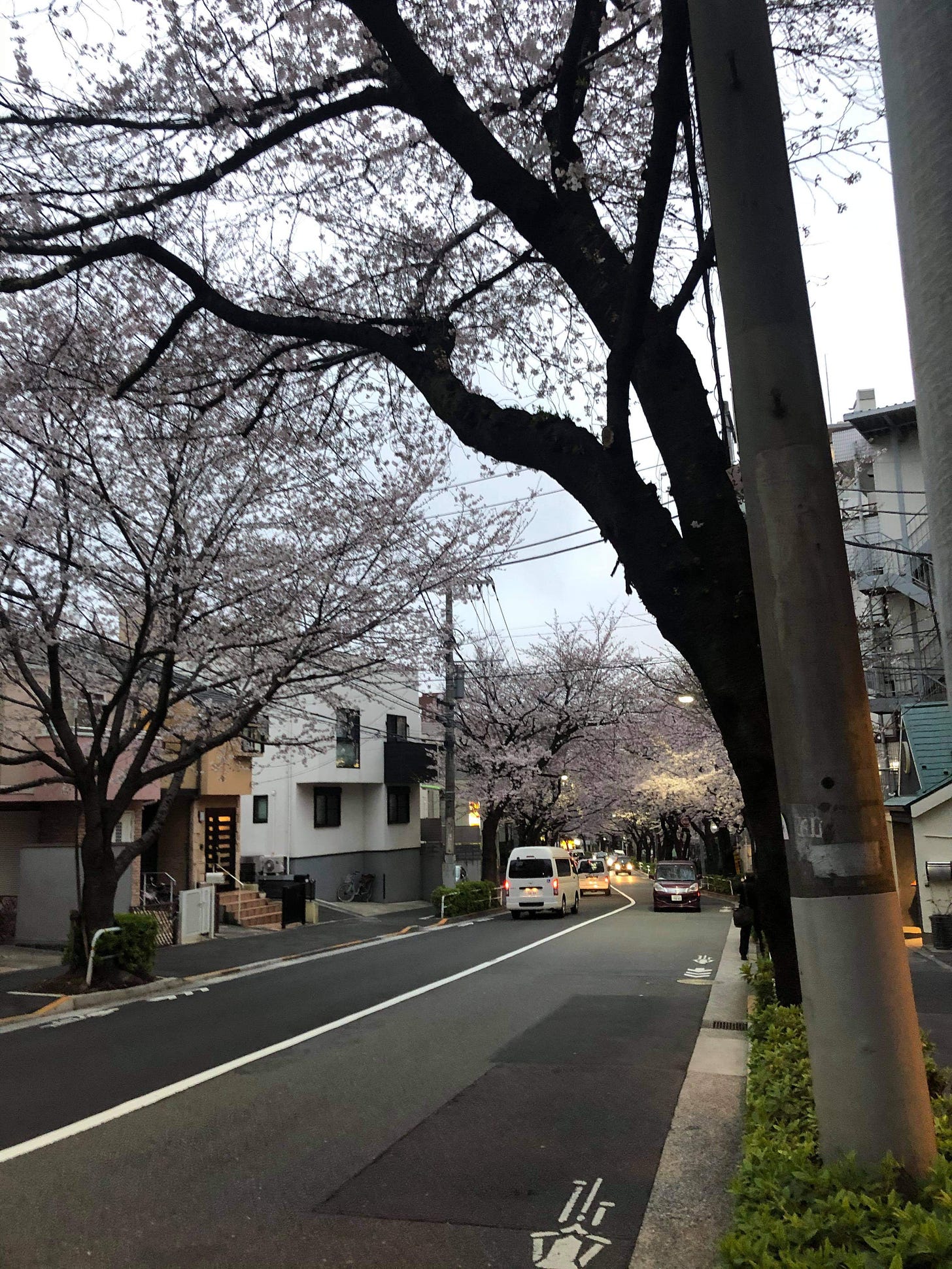 Street in Tokyo with cherry blossoms in evening