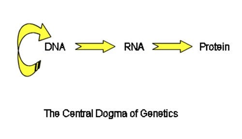 Central Dogma of Genetics Central Dogma of Genetics