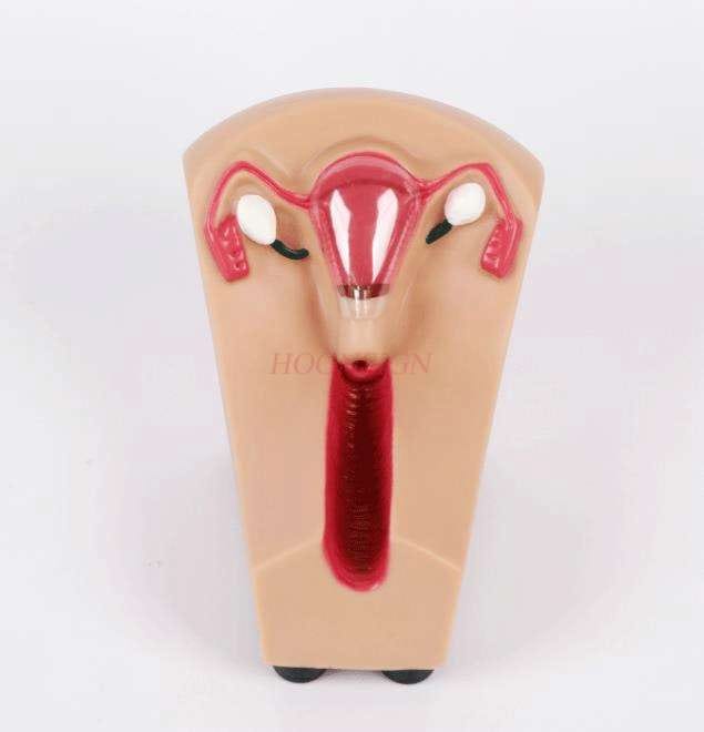 Female intrauterine contraceptive device and training model uterine reproductive organ teaching mold Female intrauterine contraceptive device and training model uterine reproductive organ teaching mold