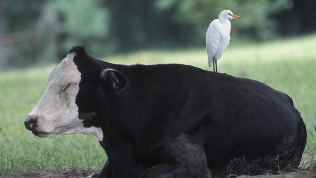 Nature up close: Cattle egrets, masters of emigration - CBS News