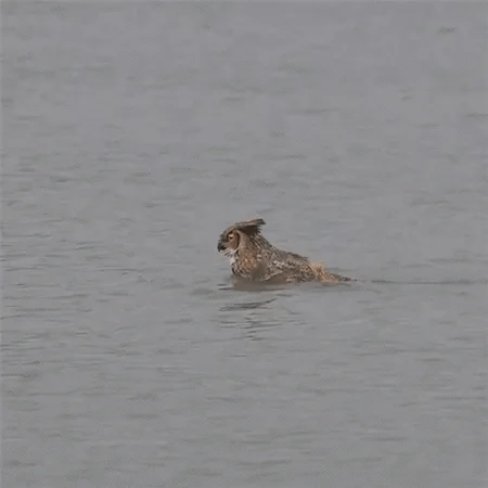 owl swimming GIF owl swimming GIF