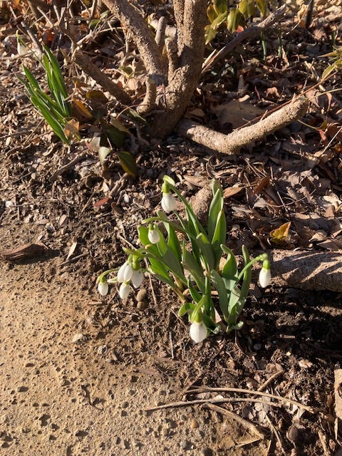 Picture of a snowdrop about to bloom