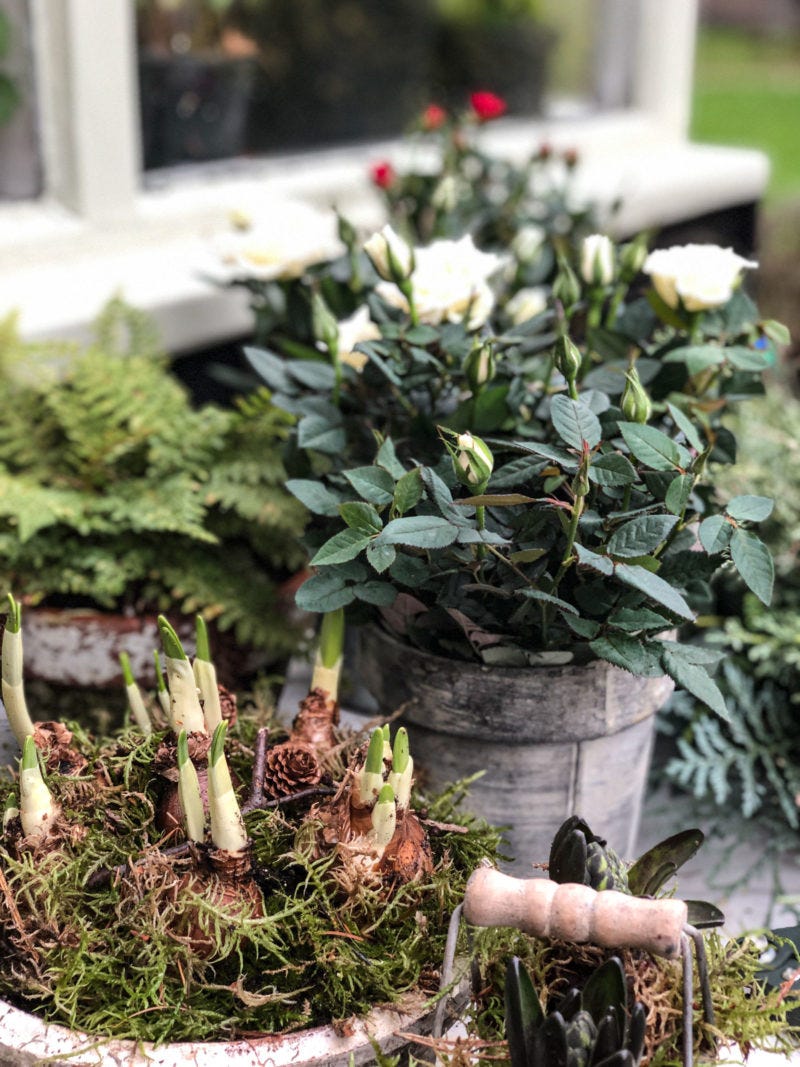 Christmas planters to take you into spring. Christmas planters to take you into spring.